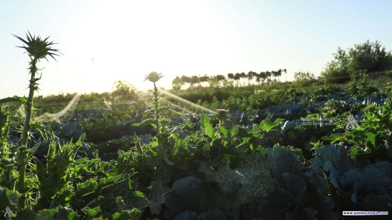 الزراعة: توجه لتوسيع المساحات المزروعة بعد موجة الأمطار